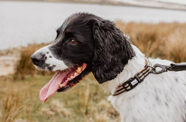 Comfort Dog Collar - Black - Long Paws