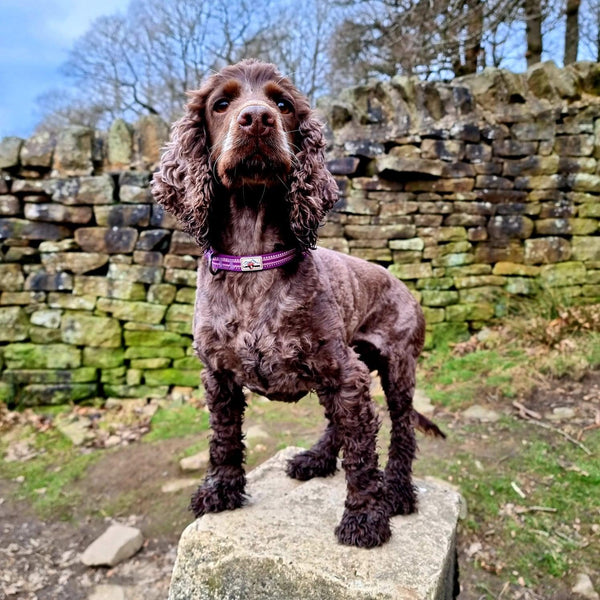 Comfort Dog Collar - Purple - Long Paws