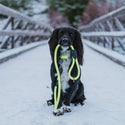 Neon Collar & Reflective Rope Lead Set - Long Paws