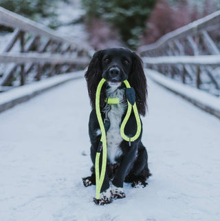 Neon Collar & Reflective Rope Lead Set - Long Paws