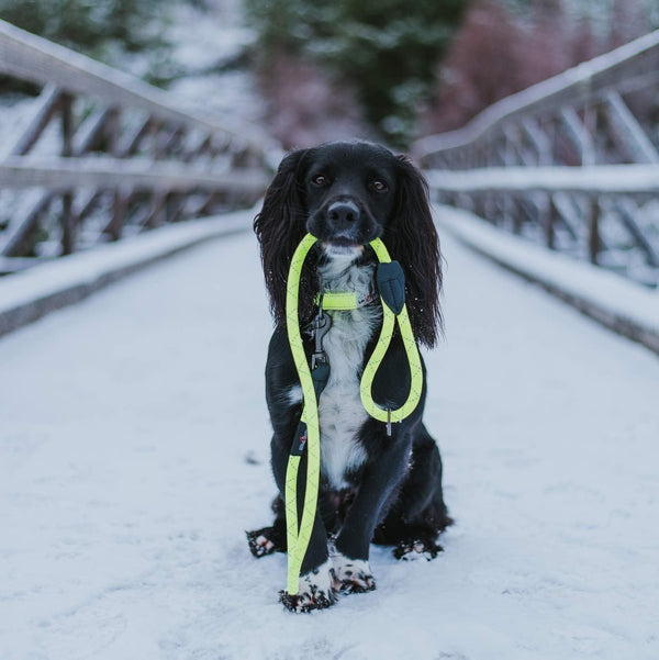 Neon Collar & Reflective Rope Lead Set - Long Paws