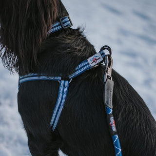 Comfort Collar, Dog Harness & Rope Lead Set - Long Paws
