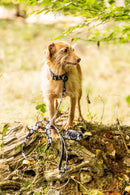 Funk The Dog Lead | B&W Footballs-4