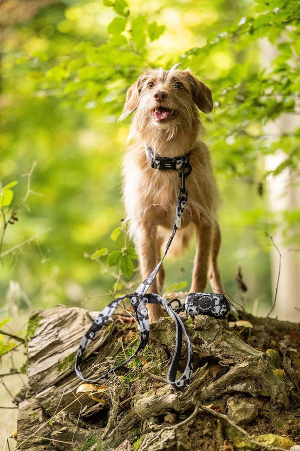 Funk The Dog Lead | B&W Footballs