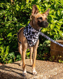 Funk The Dog Bandana | Cow Print - Long Paws