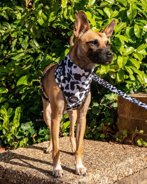 Funk The Dog Bandana | Cow Print - Long Paws