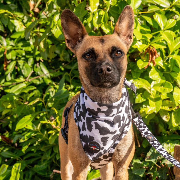 Funk The Dog Bandana | Cow Print - Long Paws