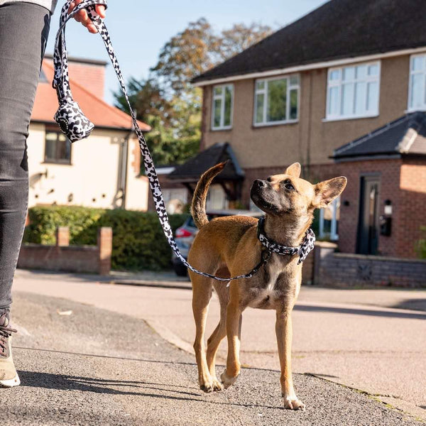 Funk The Dog Lead | Cow Print - Long Paws