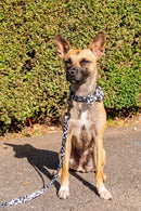 Funk The Dog Lead | Cow Print - Long Paws