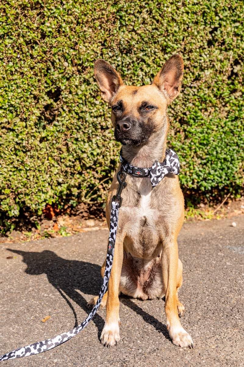 Funk The Dog Lead | Cow Print - Long Paws