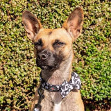 Funk The Dog Bow Tie | Cow Print - Long Paws