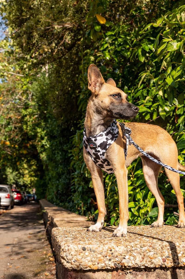 Funk The Dog Harness | Cow Print - Long Paws