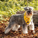 Funk The Dog Bandana | Mustard Panda