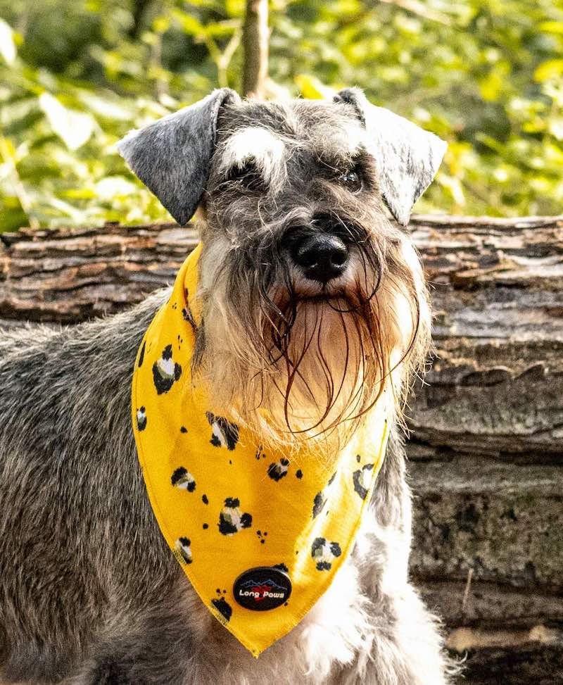 Funk The Dog Bandana | Mustard Panda - 0