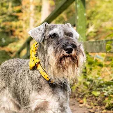 Funk The Dog Bow Tie | Mustard Panda