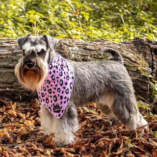 Funk The Dog Bandana | Pink Leopard - Long Paws