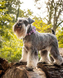 Funk The Dog Bow Tie | Pink Leopard - Long Paws