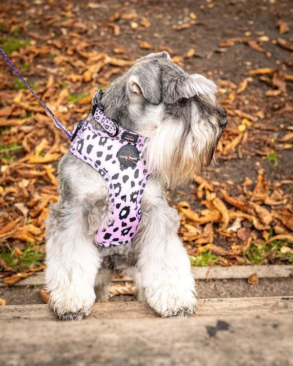 Funk The Dog Harness | Pink Leopard - Long Paws