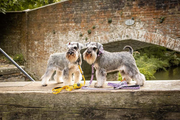 Funk The Dog Collar | Pink Leopard - Long Paws