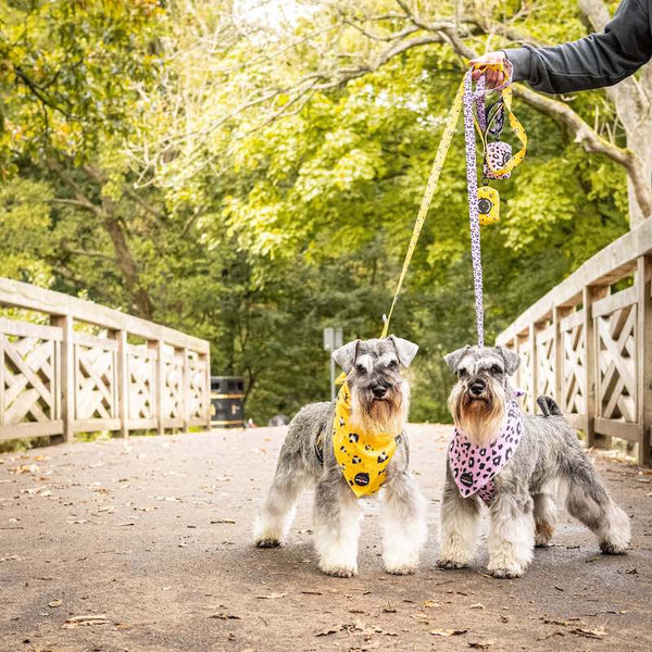 Funk The Dog Bandana | Mustard Panda