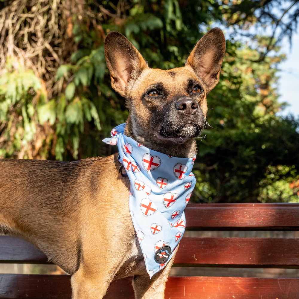 Funk The Dog Bandana | St George's Heart - 0