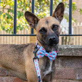 Funk The Dog Bow | St George's Heart