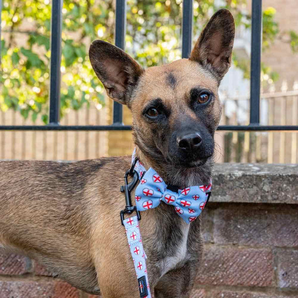 Funk The Dog Bow Tie | St George's Heart