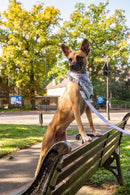 Funk The Dog Bandana | St George's Heart-4