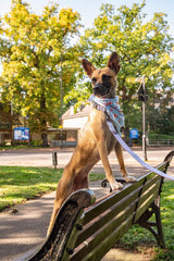 Funk The Dog Bandana | St George's Heart