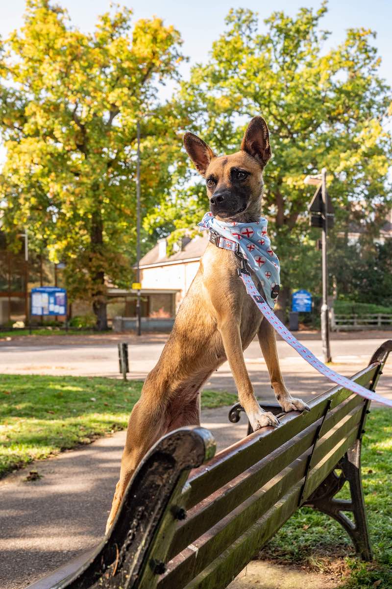 Funk The Dog Bandana | St George's Heart