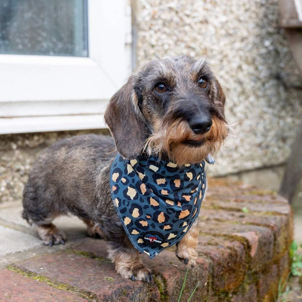 Funk the Dog Bandana | Leopard Green & Gold - Long Paws