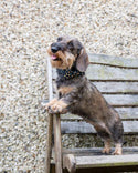 Funk the Dog Bow Tie | Leopard Green & Gold - Long Paws