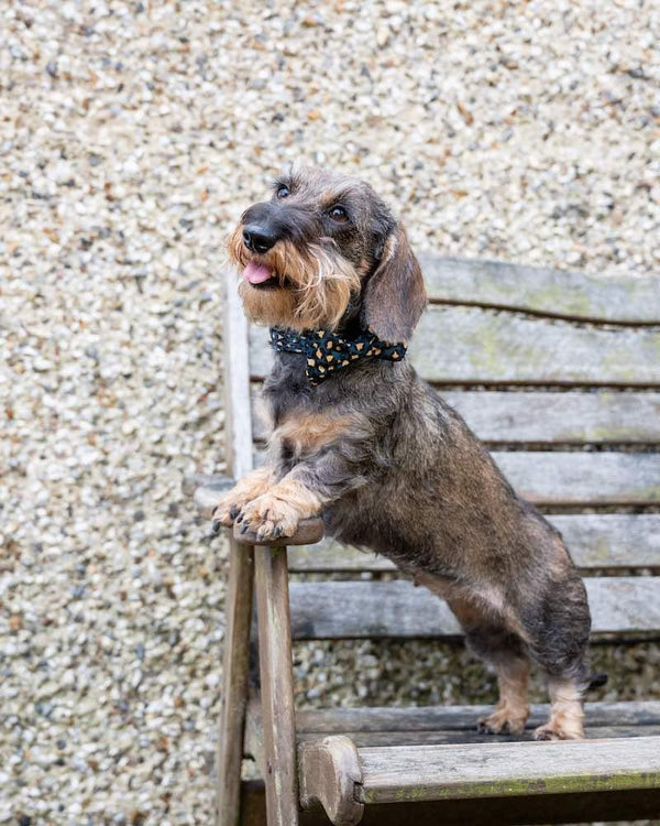 Funk the Dog Bow Tie | Leopard Green & Gold - Long Paws