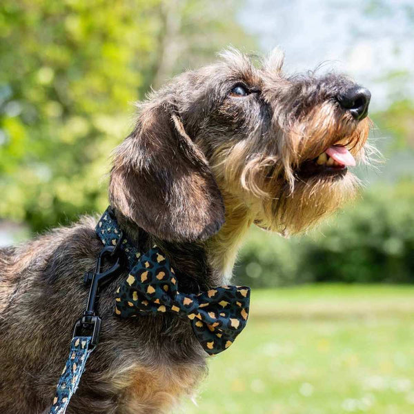 Funk the Dog Collar, Bowtie, & Bandana Set | Leopard Green & Gold