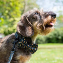 Funk the Dog Bow Tie | Leopard Green & Gold - Long Paws