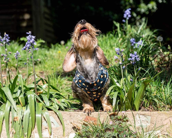 Funk the Dog Harness | Leopard Green & Gold - Long Paws