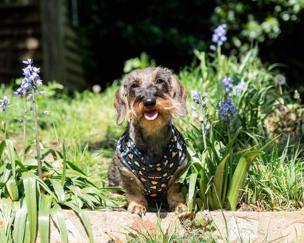 Funk the Dog Harness | Leopard Green & Gold - Long Paws