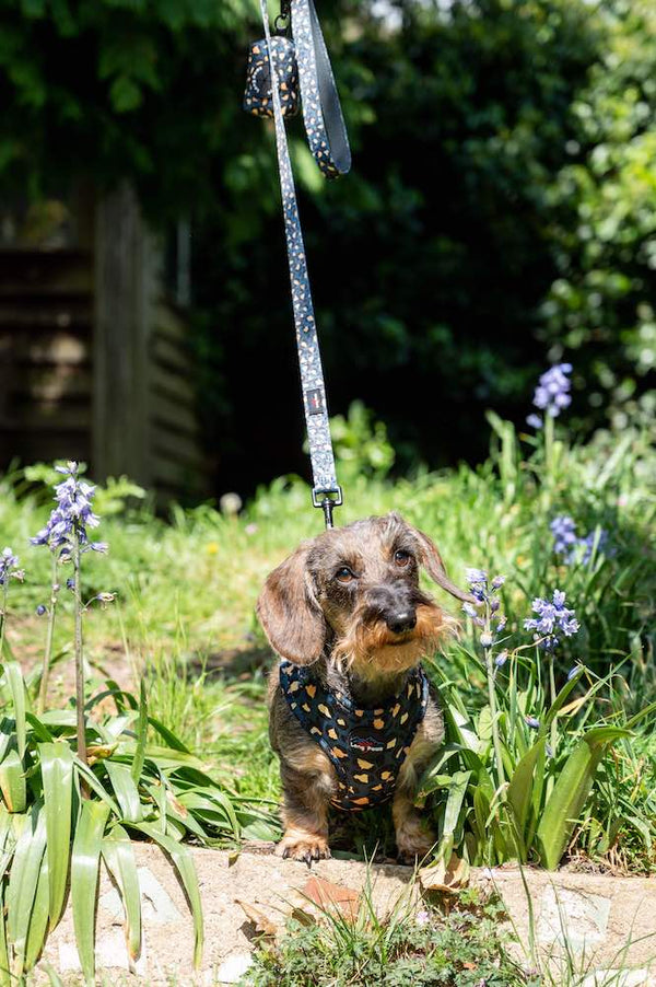 Funk the Dog Harness & Lead Set | Leopard Green & Gold