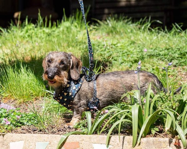 Funk the Dog Harness | Leopard Green & Gold - Long Paws