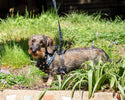 Funk the Dog Harness & Lead Set | Leopard Green & Gold