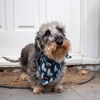 Funk the Dog Bandana | Llama Llama Llama - Long Paws