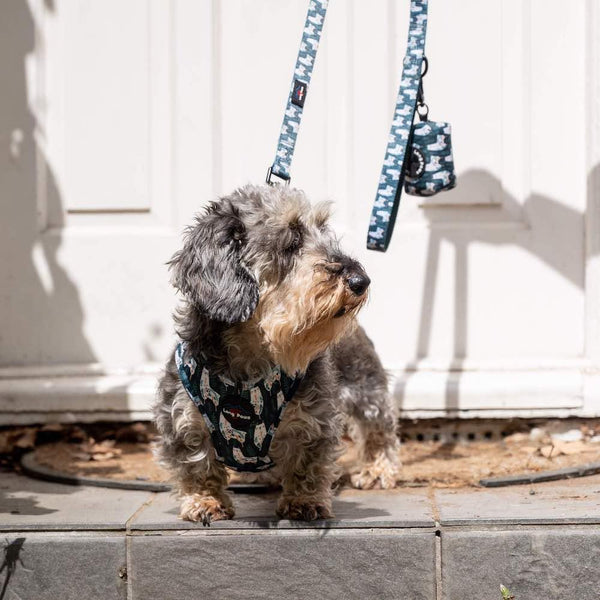 Funk the Dog Harness | Llama Llama Llama - Long Paws