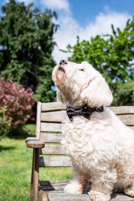 Funk the Dog Bow Tie | Night Sky - Long Paws