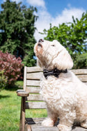 Funk the Dog Bow Tie | Night Sky - Long Paws