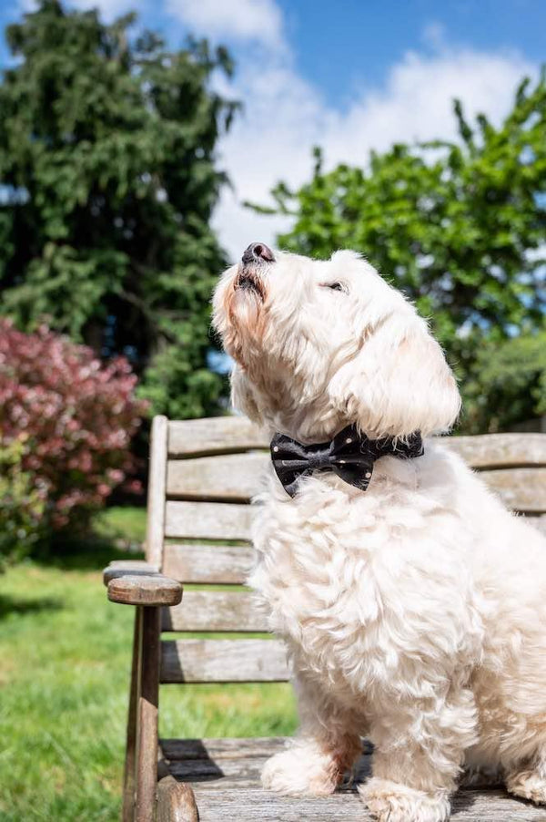 Funk the Dog Bow Tie | Night Sky - Long Paws