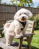 Funk the Dog Harness | Night Sky - Long Paws