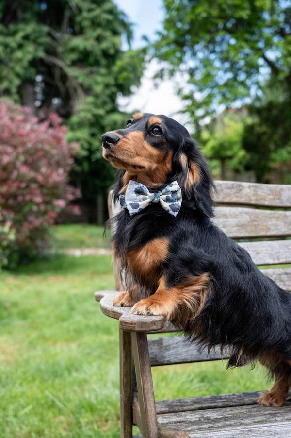 Funk the Dog Bow Tie | Paint Splodge Grey - Long Paws