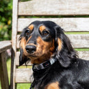 Funk the Dog Collar | Paint Splodge Grey - Long Paws