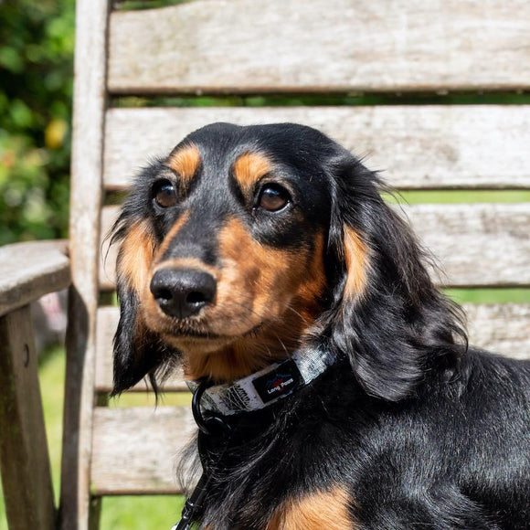 Funk the Dog Collar | Paint Splodge Grey - Long Paws