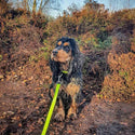 Neon Collar & Webbing Lead Set - Long Paws